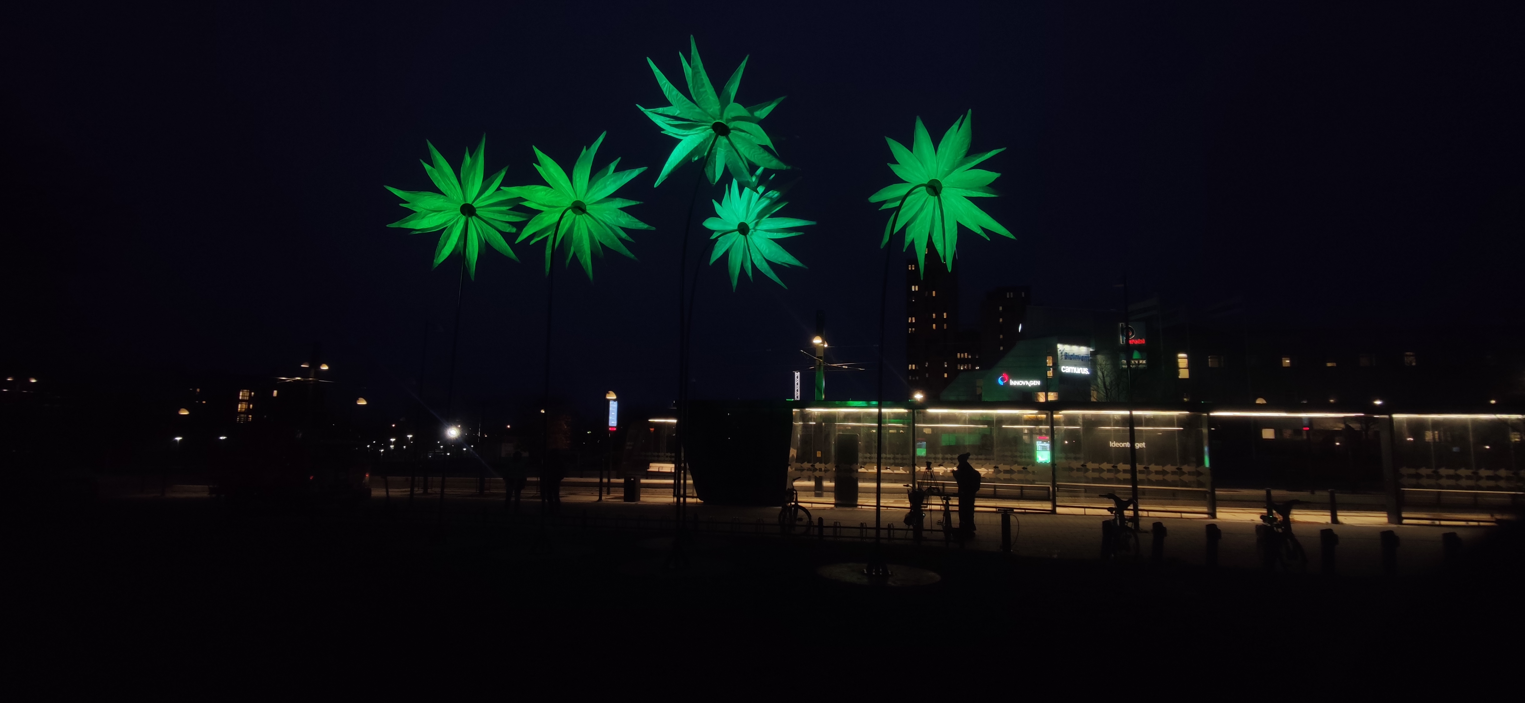 Blommor ljusinstallation på ljusfestival i Ängelholm